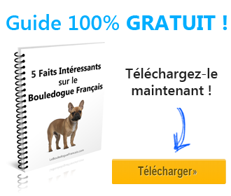 guide bouledogue francais