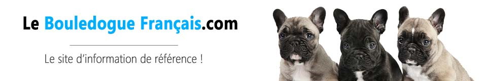 Découvrir le Bouledogue Français